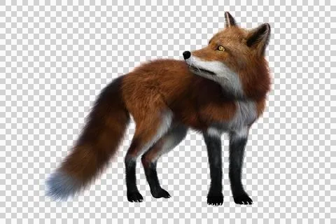 Red Fox standing 3D render isolated on transparent background Stock Illustration