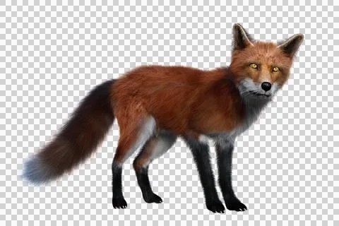 Red Fox standing 3D render isolated on transparent background Stock Illustration