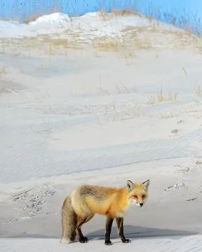 Red fox standing at the base of a snow covered dune at the seashore Stock Photos