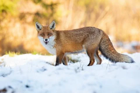 Red fox standing on field with open mouth in winter Stock Photos