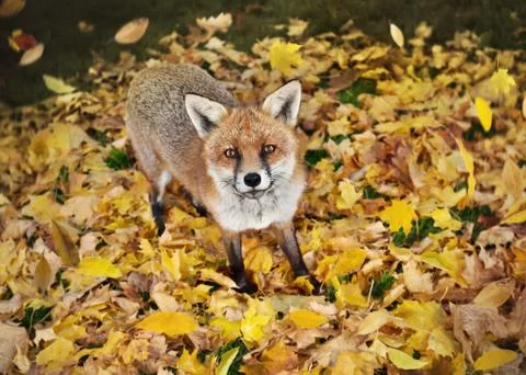 Red fox standing on the grass covered with autumn leaves Stock Photos