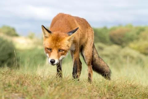 Red Fox Standing on the Grass in the Dunes Stock Photos
