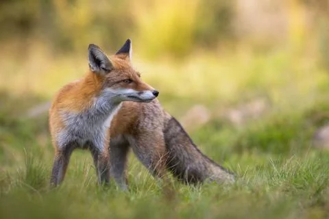 Red fox standing in grass during the summertime. Stock Photos
