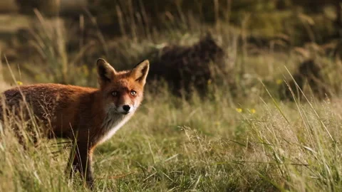 Red fox standing in the grass, slow motion Stock Footage 323294698