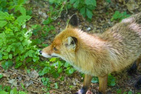 Red fox standing in green forest foliage with natural sunlight Stock Photos