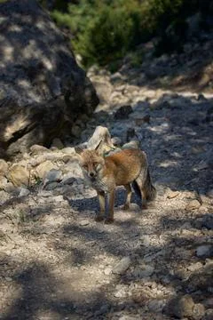 Red fox standing on a mountain path in Sierra de Cazorla, Spain Stock Photos
