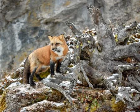 Red Fox Standing next to Roots of a Fallen Tree Stock Photos
