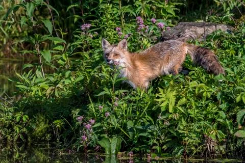 Red Fox standing within a group of Purple Flowers Stock Photos