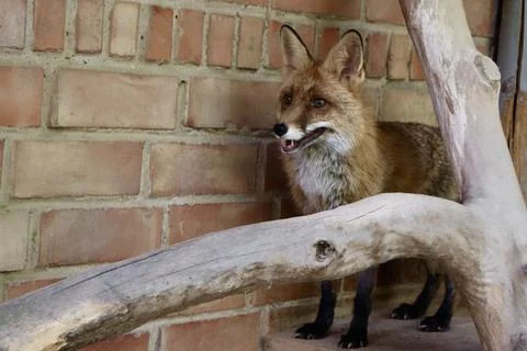 A red fox stands alert inside an enclosure with a brick wall background Stock Photos
