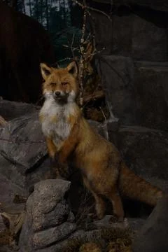 The red fox stands with its front paws on the stones and looks at the camera Stock Photos