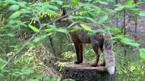 Red fox stands on a stump in the forest and watches the surroundings. Video stock 261366081