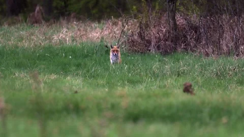 Red fox stands surprised in meadow grass then slowly retreats into bushes c.. Video stock 333750729