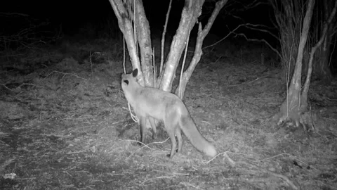 Red Fox Stepping Over Twigs and Sniffing Around Ground and Tree, Nocturnal Stock Footage 187083258