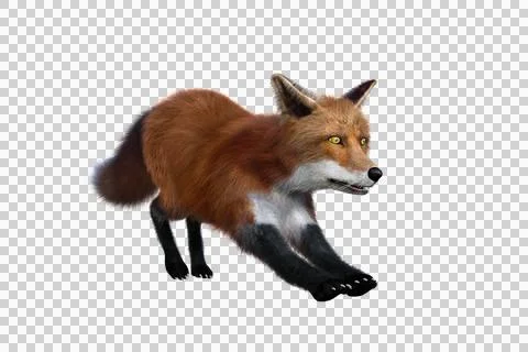 Red Fox stretching 3D render isolated on transparent background Stock Illustration