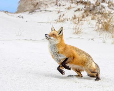 Red fox with stunning eyes jumping up 写真素材