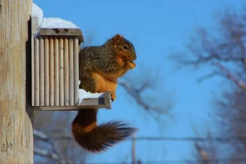 Red Fox tail Squirrel on a feeder box 库存照片