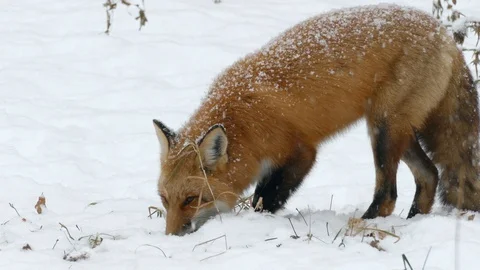 Red fox taking a break from feeding to look into the camera in winter scene Stock Footage 100236029