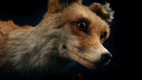 Red Fox Taxidermy Display Stock Footage
