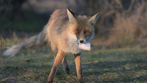 The red fox took a piece of tallow from a branch. Vulpes vulpes Stock-Footage 150061939