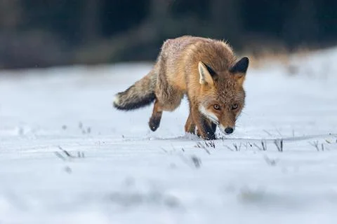 Red fox is tracking in the snow. Stock Photos
