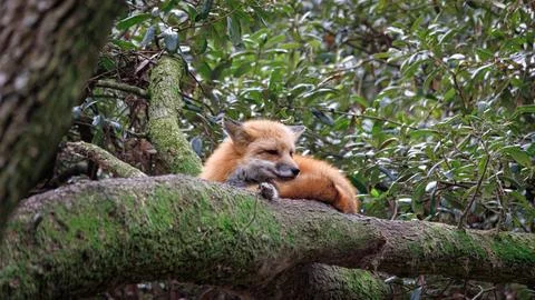 Red Fox in a tree Stock Photos