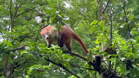 Red fox on a tree(2) Stock Footage 296432033