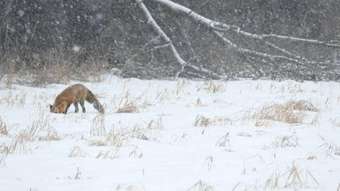 Red fox trying 7 times to catch mouse by jumping in the snow during snowfall Stock Footage 100238402