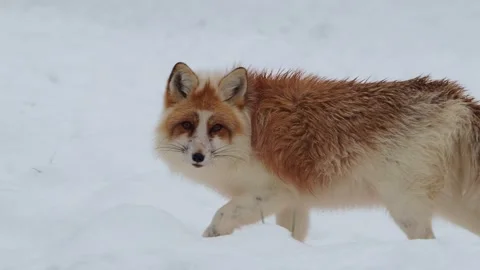 A red fox with an unusual fur pattern Video stock 325888160