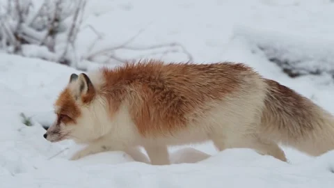 A red fox with an unusual fur pattern in the snow during winter Video stock 325888161