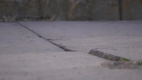 Red fox in an urban environment Stock Footage 308971150