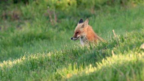 Red Fox Video Clip in 4k Stock Footage 131795026