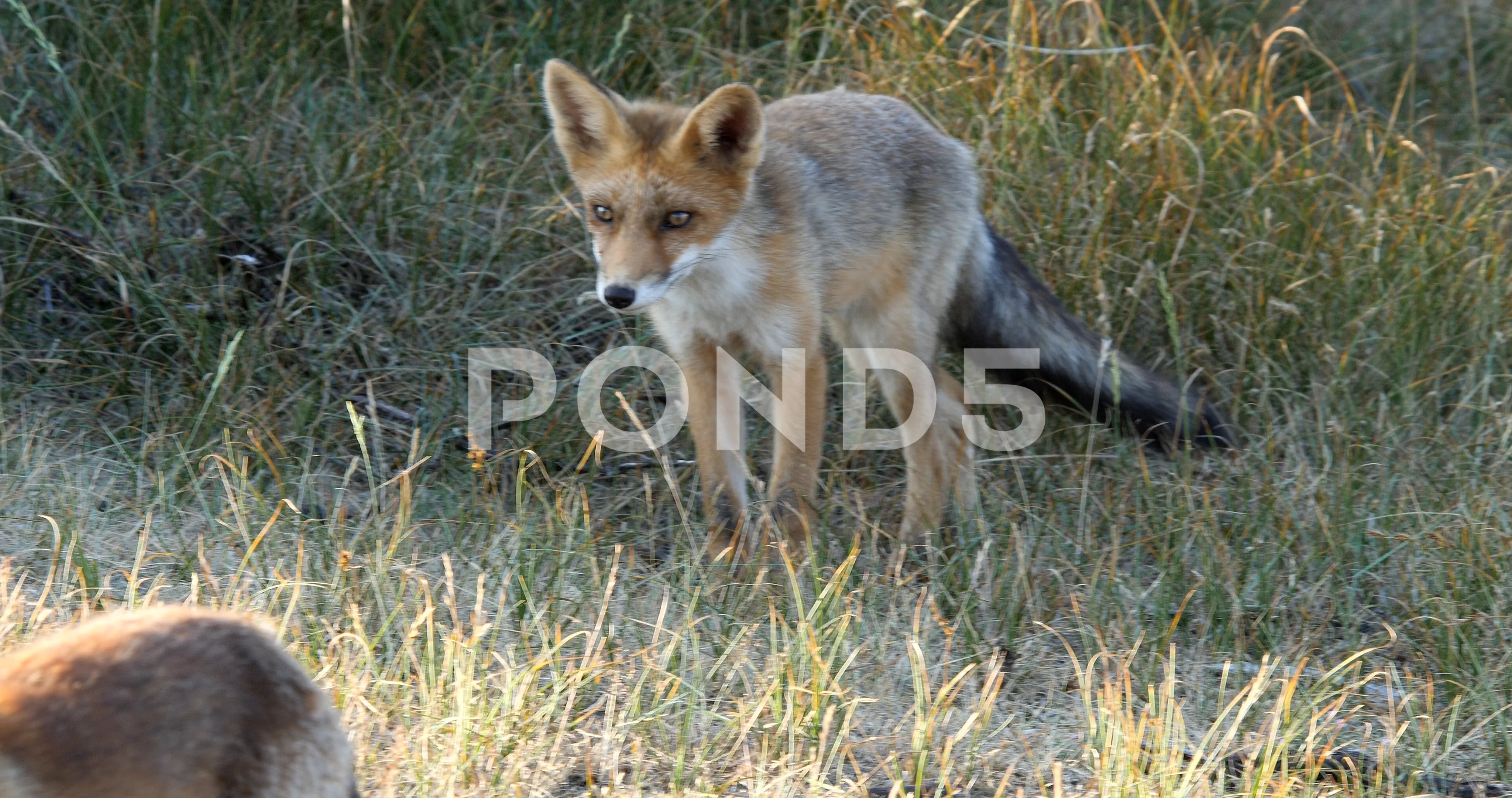 Red fox vixen chases young red fox away (vulpes vulpes) - wildlife - 4K  video