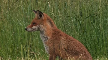 Red fox vixen close-up (vulpes vulpes) is looking for food for her puppies Stock Footage 85848531