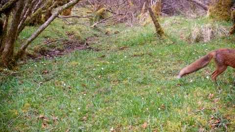Red Fox Vixen Foraging with Visible Teats and Injury, Trail Camera Wildlife Video stock 334669183