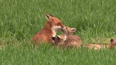 Red fox vixen with her fox puppies on field - wildlife Stock Footage 81361404