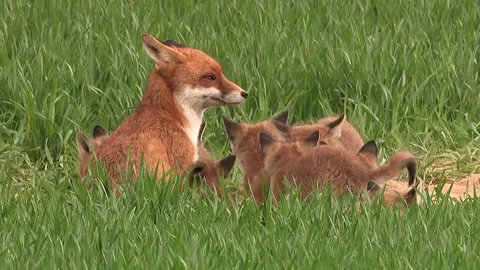 Red fox vixen with her fox puppies on field - wildlife Stock Footage 81361416