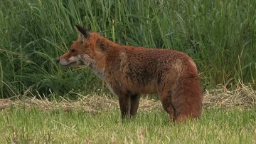 Red fox vixen (vulpes vulpes) is looking for food for her puppies - wildlife Stock Footage 85848522