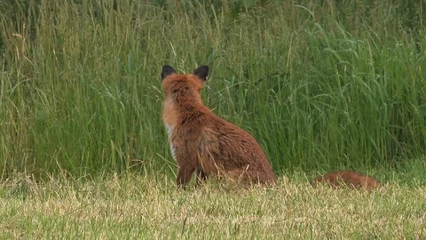 Red fox vixen (vulpes vulpes) is looking for food for her puppies - wildlife Stock Footage 85848587
