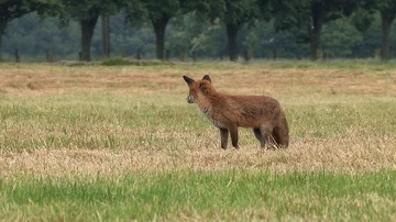 Red fox vixen (vulpes vulpes) is looking for food for her puppies - wildlife Stock Footage 85848645