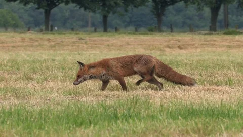 Red fox vixen (vulpes vulpes) is looking for food for her puppies - wildlife Stock Footage 85848666