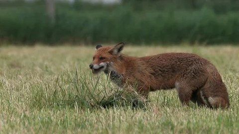 Red fox vixen (vulpes vulpes) catches mouse and eat it - wildlife - HD video Stock Footage 85848735