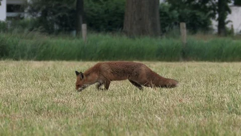 Red fox vixen (vulpes vulpes) hides fresh catched mice - wildlife - HD video Stock Footage 85848754