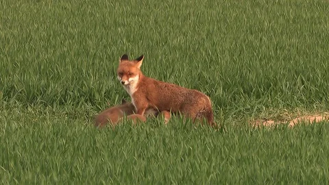 Red fox vixen (vulpes vulpes) is sucking her 9 fox puppies on field - wildlife Stock Footage 86986029