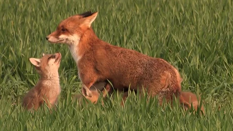 Red fox vixen (vulpes vulpes) is sucking her 9 fox puppies on field - wildlife Stock Footage 86986042