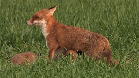 Red fox vixen (vulpes vulpes) is sucking her 9 fox puppies on field - wildlife Stock Footage 86986044