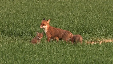 Red fox vixen (vulpes vulpes) is sucking her 9 fox puppies on field - wildlife Stock Footage 86986045