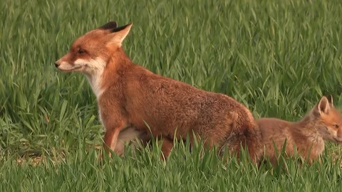 Red fox vixen (vulpes vulpes) is sucking her 9 fox puppies on field - wildlife Stock Footage 86986062