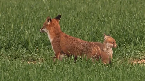 Red fox vixen (vulpes vulpes) is sucking her 9 fox puppies on field - wildlife Stock Footage 86986085