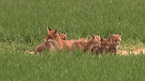 Red fox vixen (vulpes vulpes) with her 9 fox puppies on field - wildlife Stock Footage 86986094