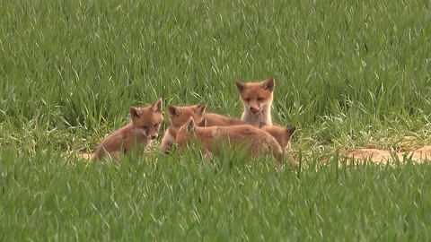 Red fox vixen (vulpes vulpes) with her 9 fox puppies on field - wildlife Stock Footage 86986098